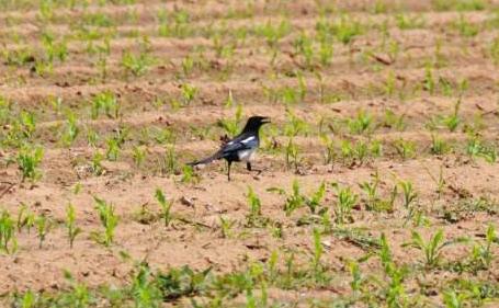 追兔捉鹰,撵兔子逮鹰的话