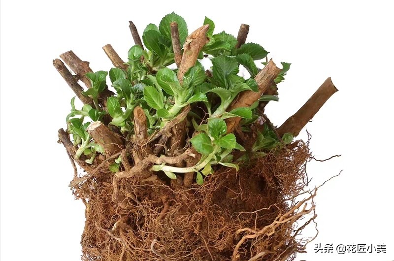 绣球花为啥不长花芽,绣球花不开花的原因和解决方法