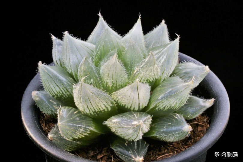 多肉玉露寿的品种图鉴,日本十大耐阴多肉