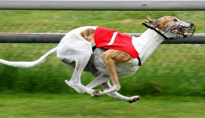 世界五大颜值爆表的狗狗,长腿狗狗欧巴