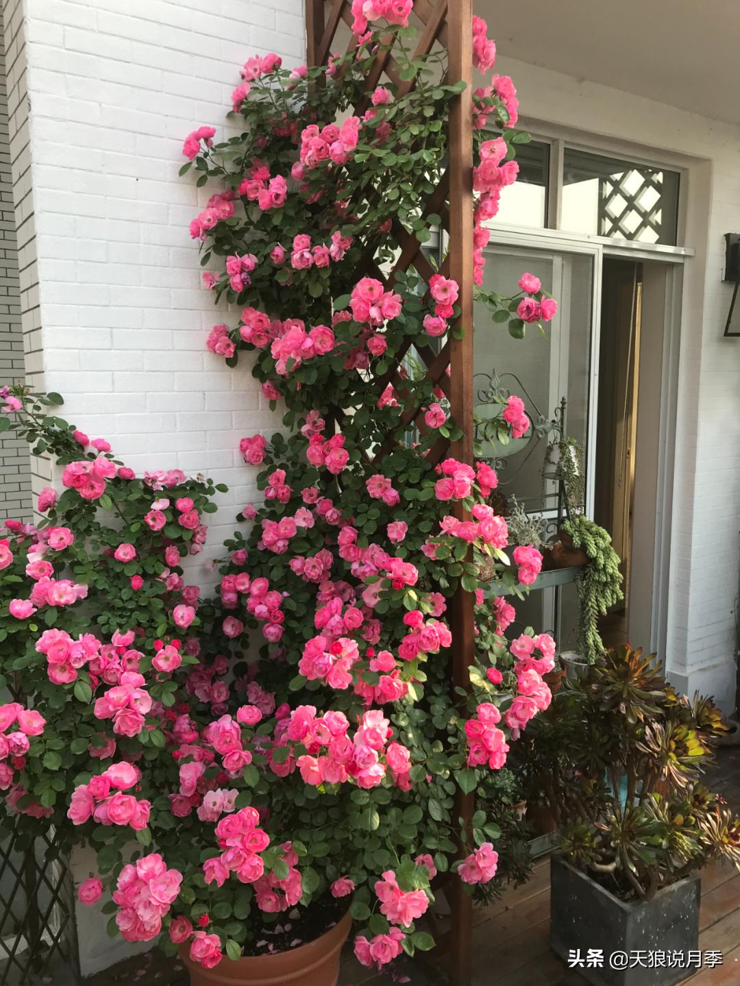 如何打造四季开花的花园,如何打造四季都有花的花园