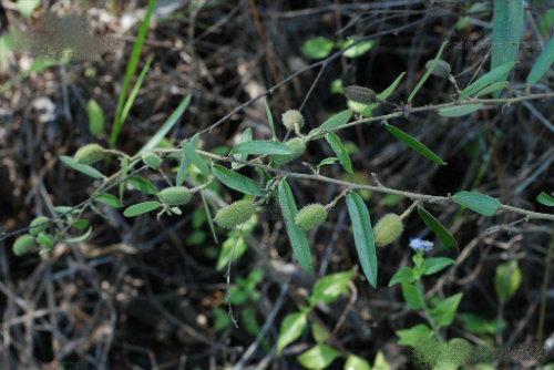 讲解中医食药知识的视频,食药知识宣讲