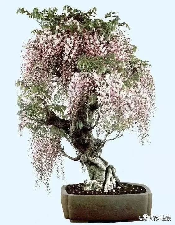 让你从厨艺小白变大神的100道菜,教你如何从一个小白变成大神