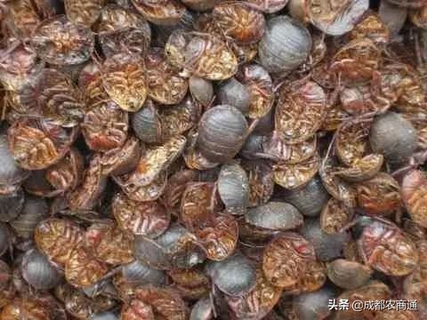 土元的养殖室温,土元的养殖技术