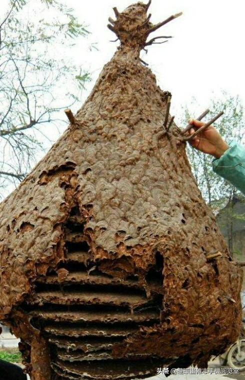 各式蜂巢,各种各样的蜂窝