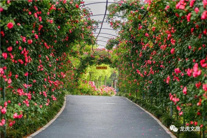 南京溧水千亩玫瑰,南京玫瑰园千亩花海迎来盛花期