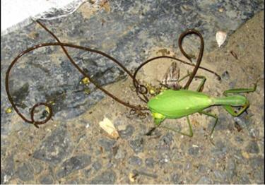 雌螳螂和雄螳螂谁体型大,雌性螳螂为什么会吃掉雄性螳螂呢