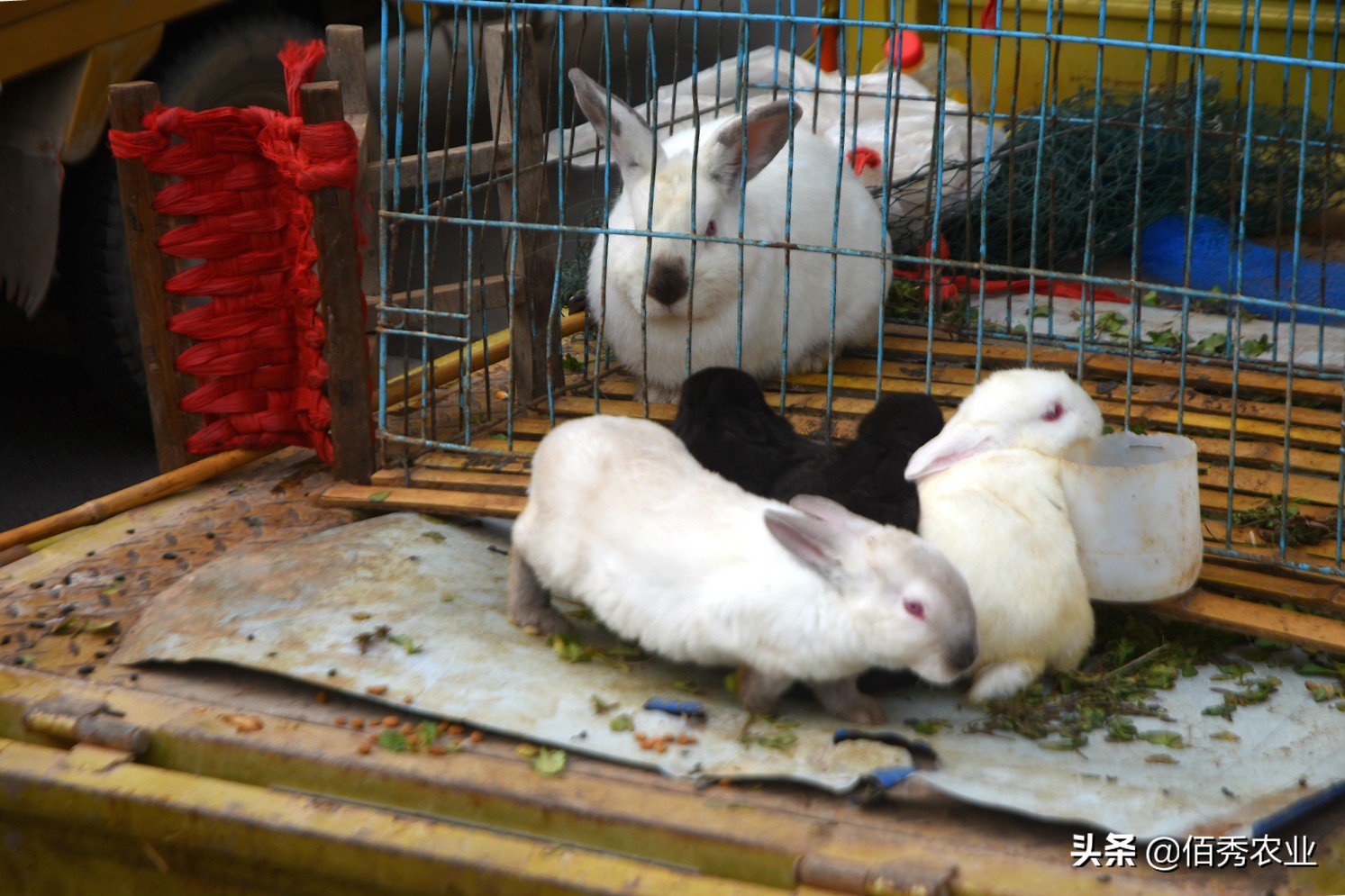 农村致富养殖新品种成功案例,农村养殖业什么最好养比较赚钱