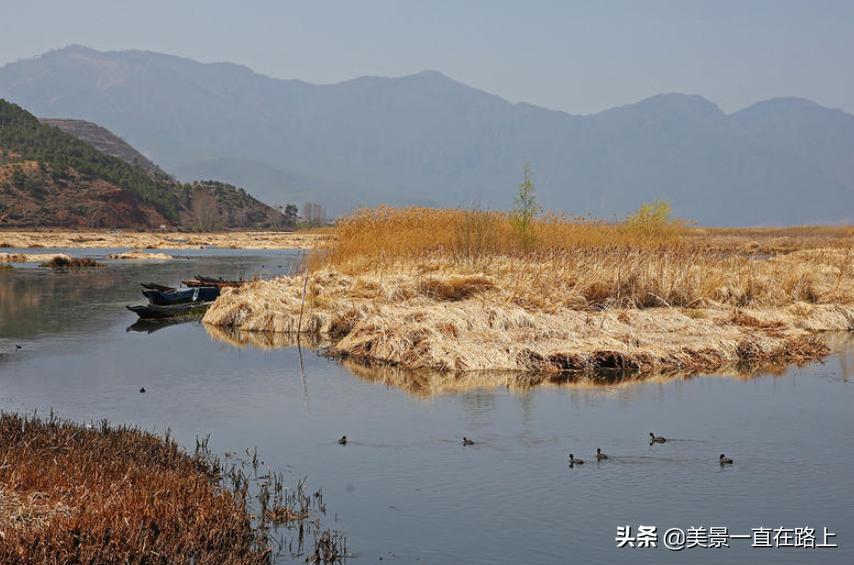 西伯利亚海鸥回到泸沽湖,西伯利亚海鸥泸沽湖