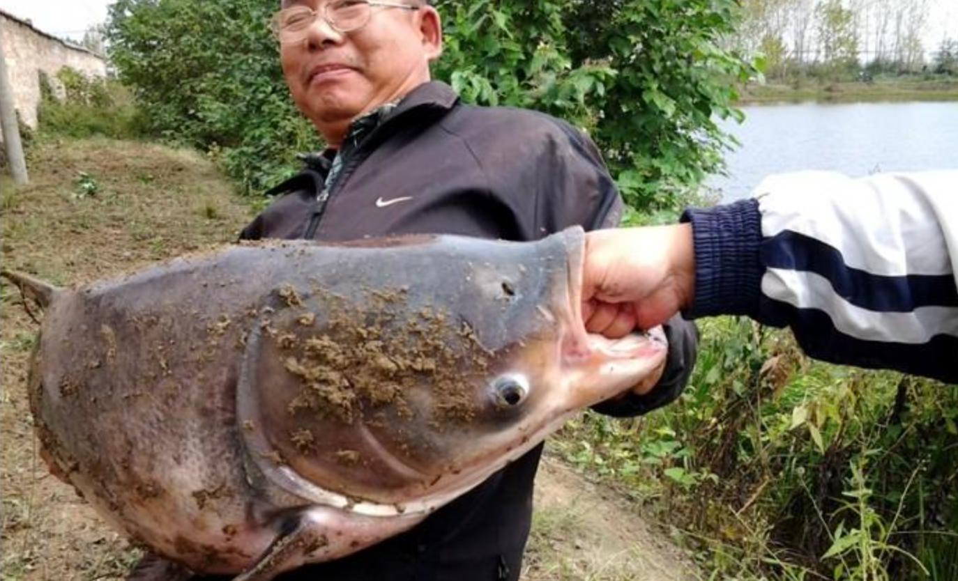 三峡大坝蓄水现在鱼有多大,三峡大坝建成后鱼类减少多少种