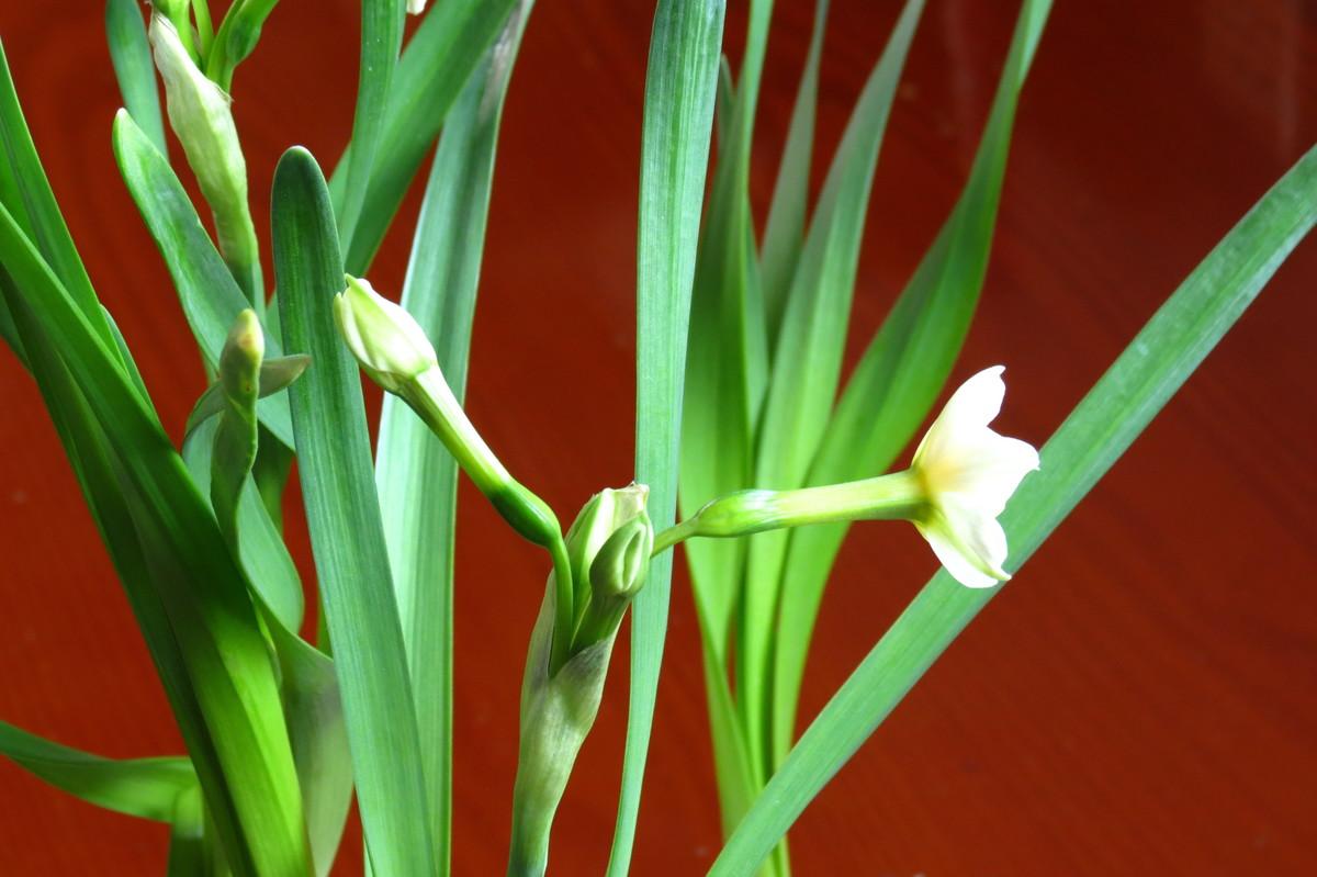 水仙花怎么养,水仙花怎么养用什么盆