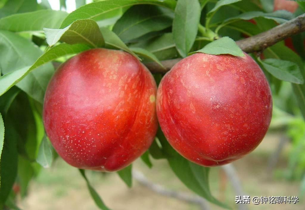 人类菊花四周为什么会有毛，有什么用途吗？