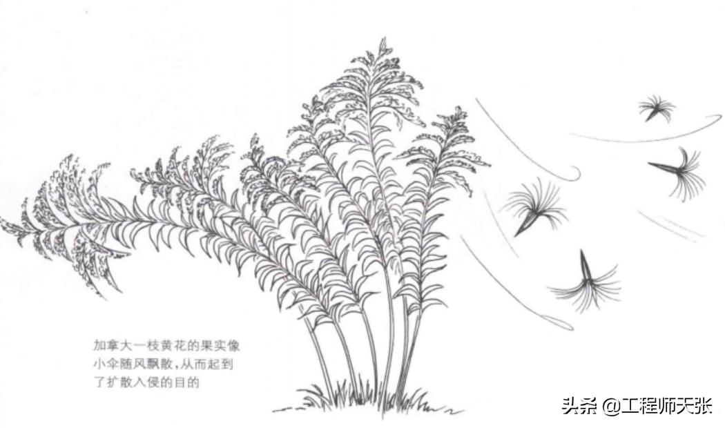 加拿大一枝黄花霸王花,加拿大一枝黄花怎么入侵了