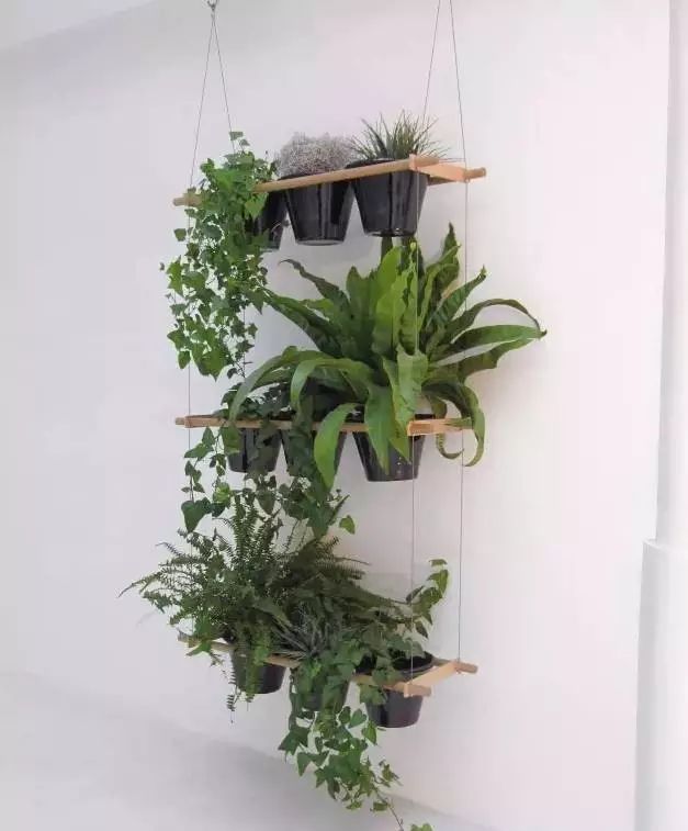 放卧室的观赏植物,适合放房间的植物好看