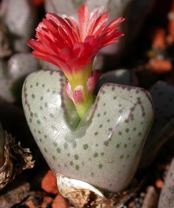 多肉生石花好看视频,多肉生石花开图