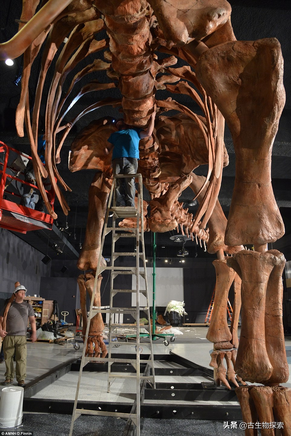 巴塔哥泰坦龙完整化石,巴塔哥泰坦龙进化史