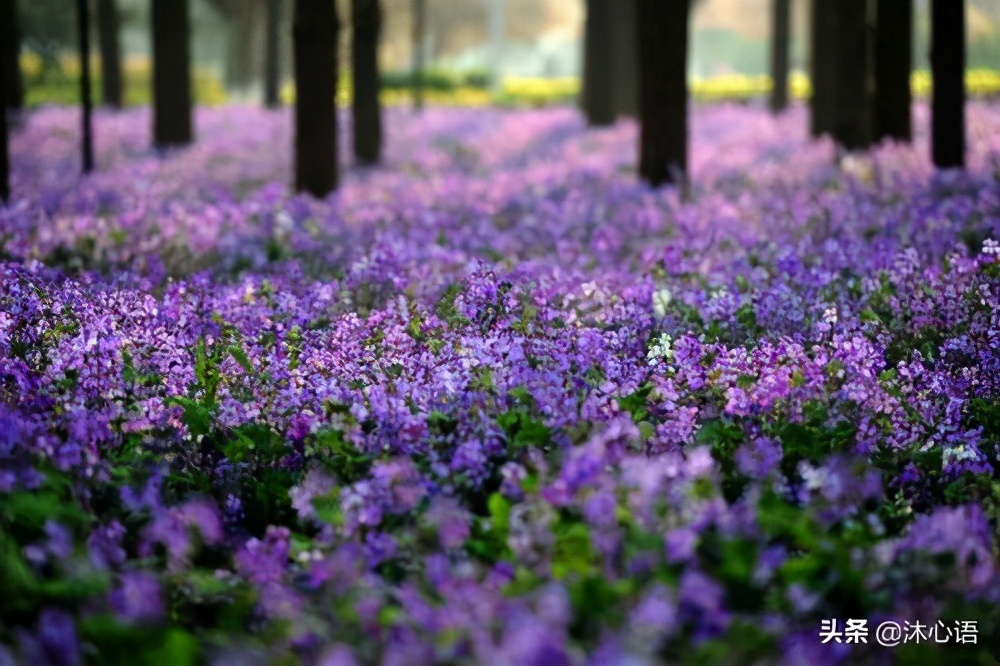 新高考志愿填报学校排名,新高考志愿报考院校专业全攻略