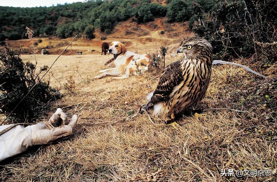 纳西鹰猎的视频,纳西鹰猎精彩视频