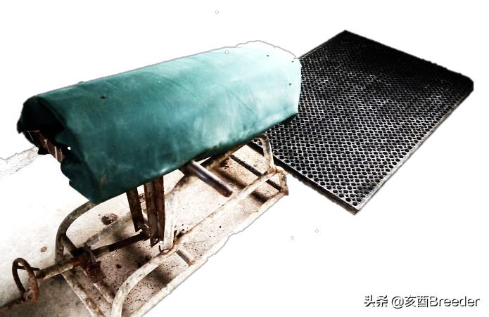 猪人工采精方法及手握采精详细步骤，再也不担心不会公猪采精啦