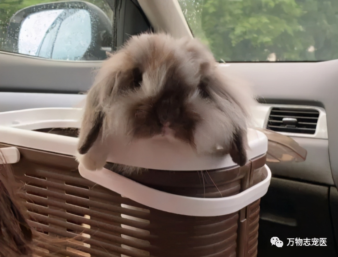 兔子有没有粉色,兔子有只眼睛看不见黑瞳都是白的