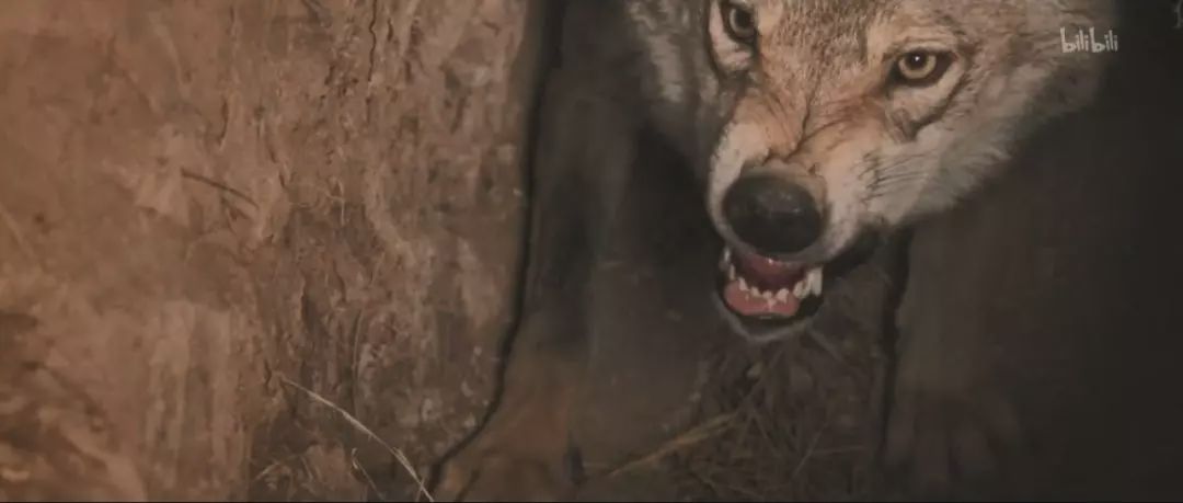 养狼disco：我在*疆新**，把狼养成了哈士奇