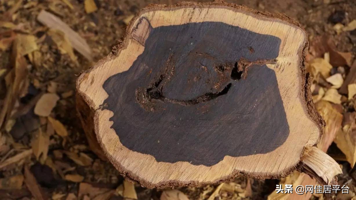 紫檀绿檀是什么木头,紫檀绿檀桃木区别