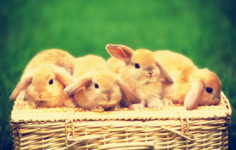 为什么兔子是三瓣嘴，而且特别爱磨牙？