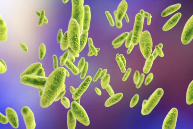 奶牛布氏杆菌病怎么治疗,奶牛怎么检测布鲁氏菌