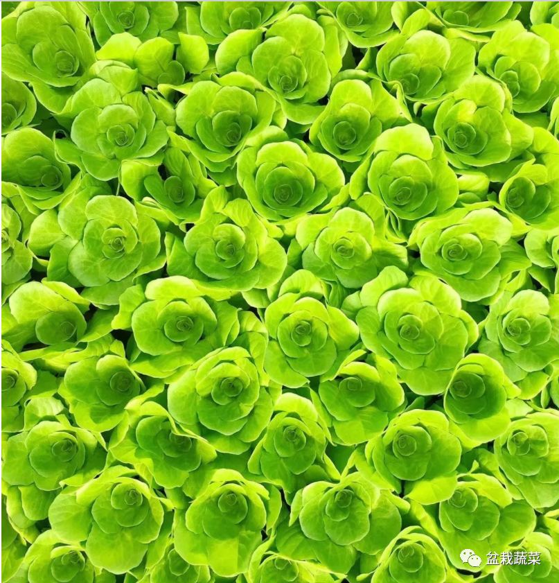 抢名额，19期中国无土栽培和土壤种植技术升级集成培训会