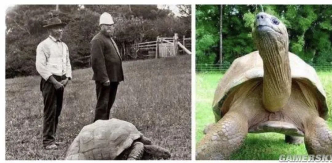 长寿龟不吃东西,最长寿龟视频