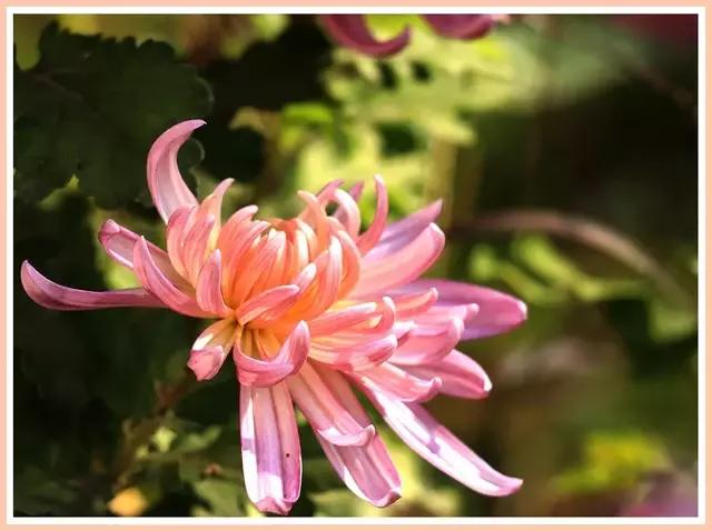 魔都赏花旅游攻略,魔都春季赏花好地方