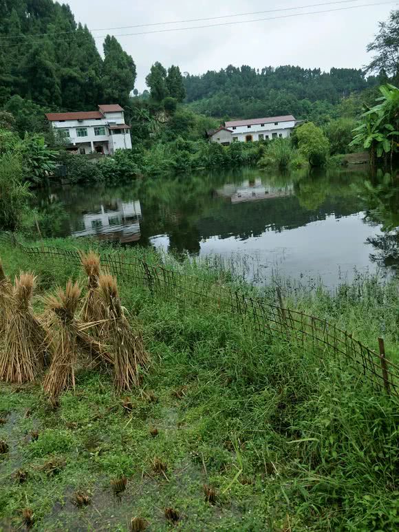 钓甲鱼的猪肝用不完怎么处理,用猪肝钓甲鱼钩如何挂饵图解