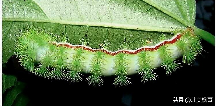 加拿大最危险五大动物,全球十大危险有毒动物