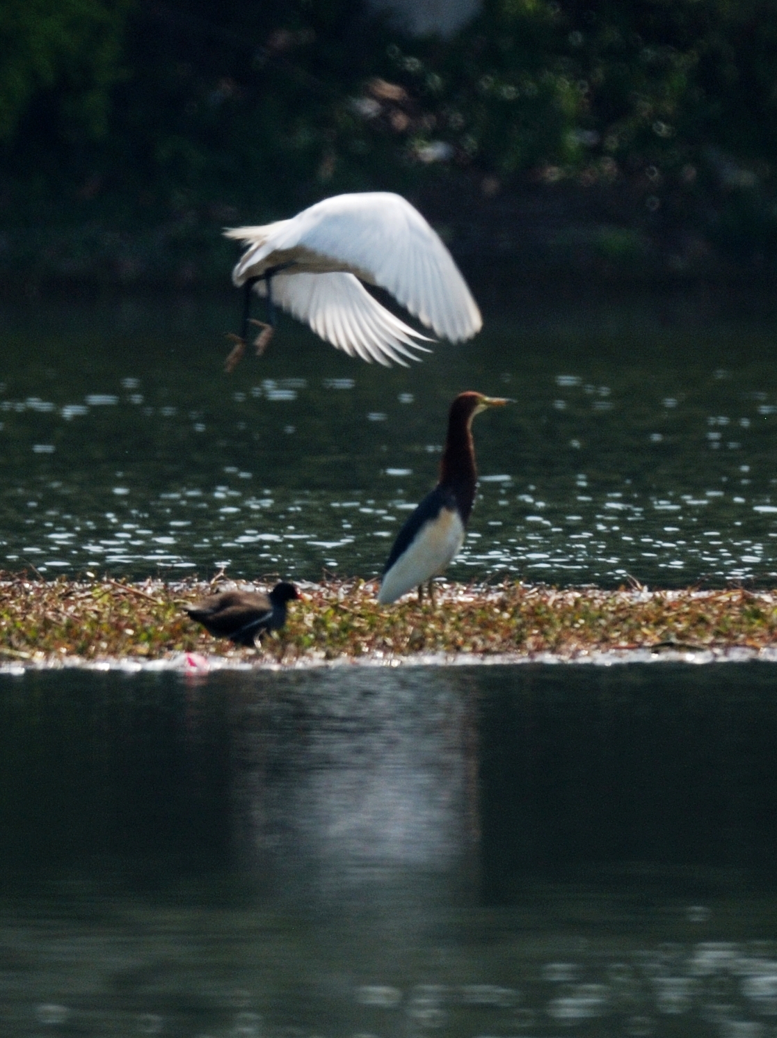 成都二环内10大公园,成都二环东湖公园