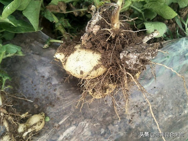 土豆烂根死苗用何农药防治,马铃薯根腐病用什么药