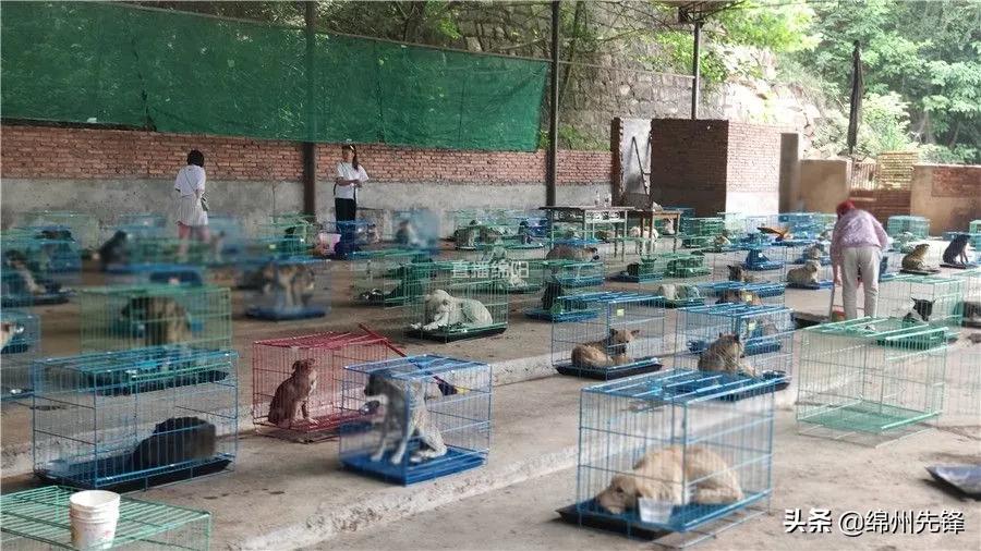 被救下的111条狗狗,一只金毛流浪狗被解救过程