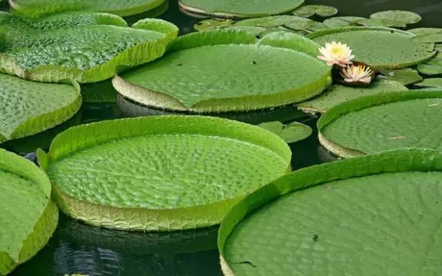 赏花时间表,赏花季节及图片