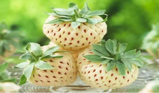 这种奇怪的果子你见过吗,这种水果很罕见