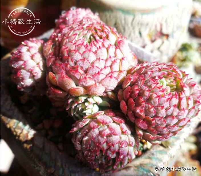 养多肉都走过哪些弯路,新手养多肉避坑指南