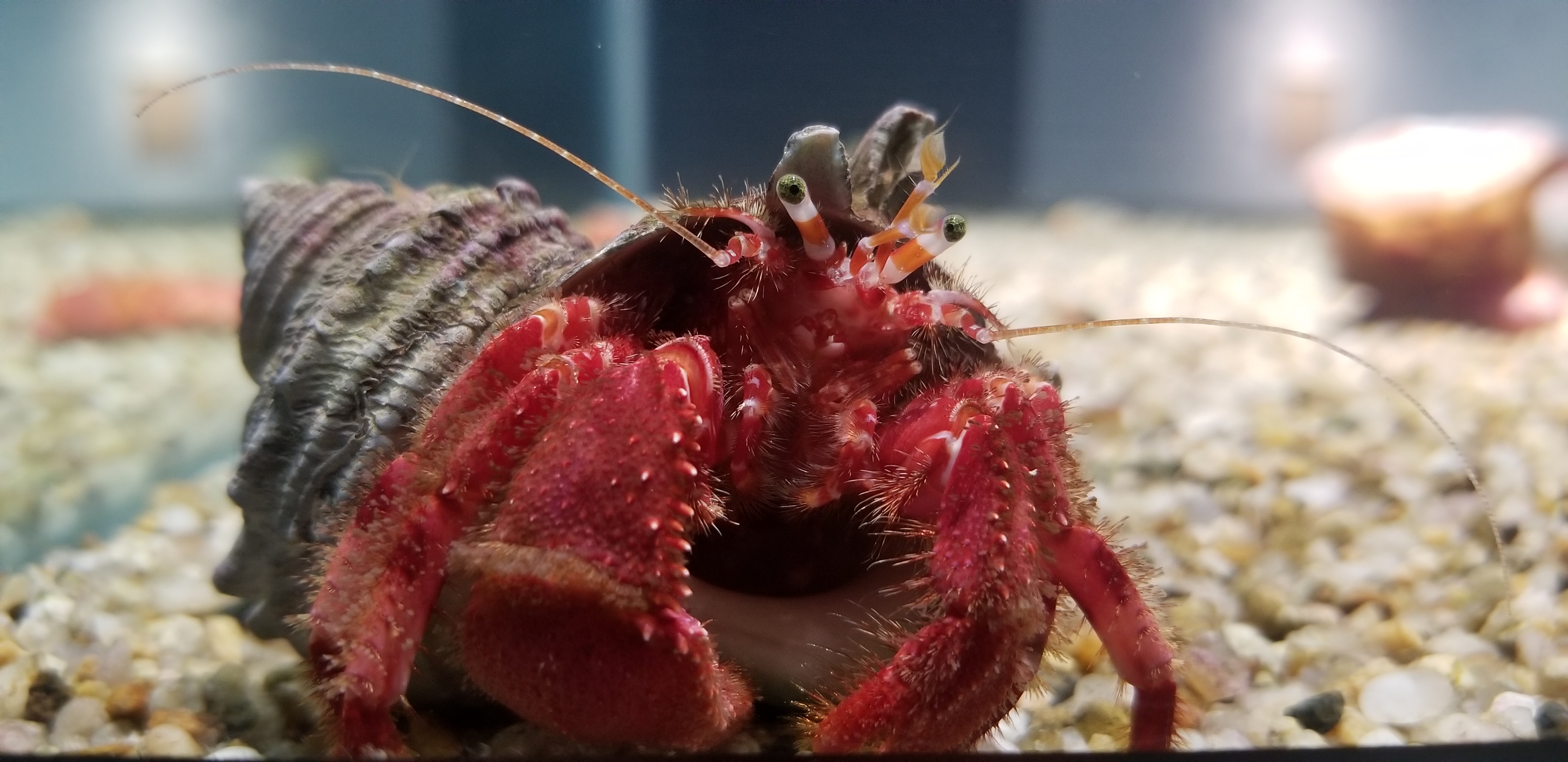 日本奈良自由行详细攻略,日本大阪京都自由行路线