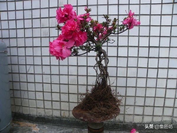 杜鹃斜飘式盆景制作过程,杜鹃盆景10种造型法