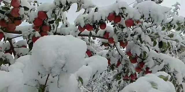 红富士苹果最新行情,红富士苹果几月成熟