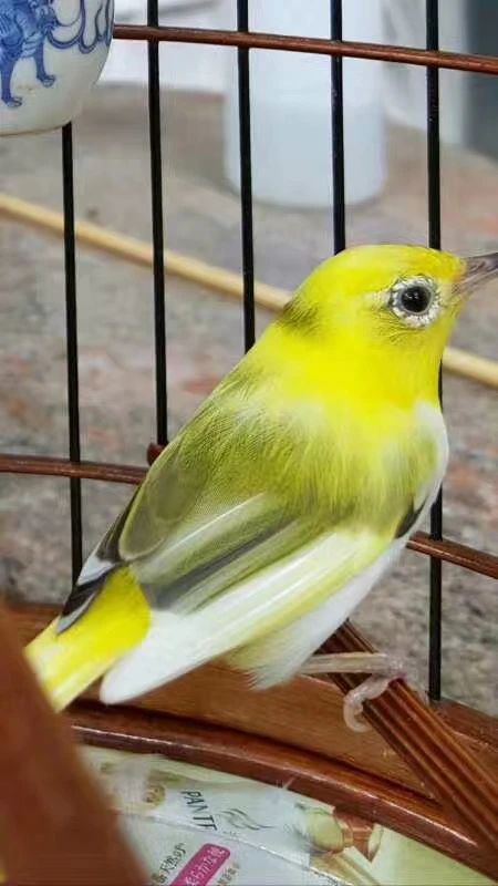 绣眼鸟换羽技巧视频,绣眼鸟怎么换毛好看