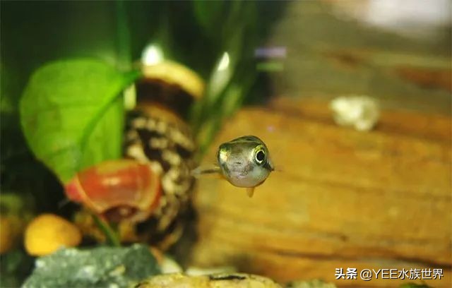 这条晶莹剔透的玻璃鱼，把自己活成了精致的艺术品