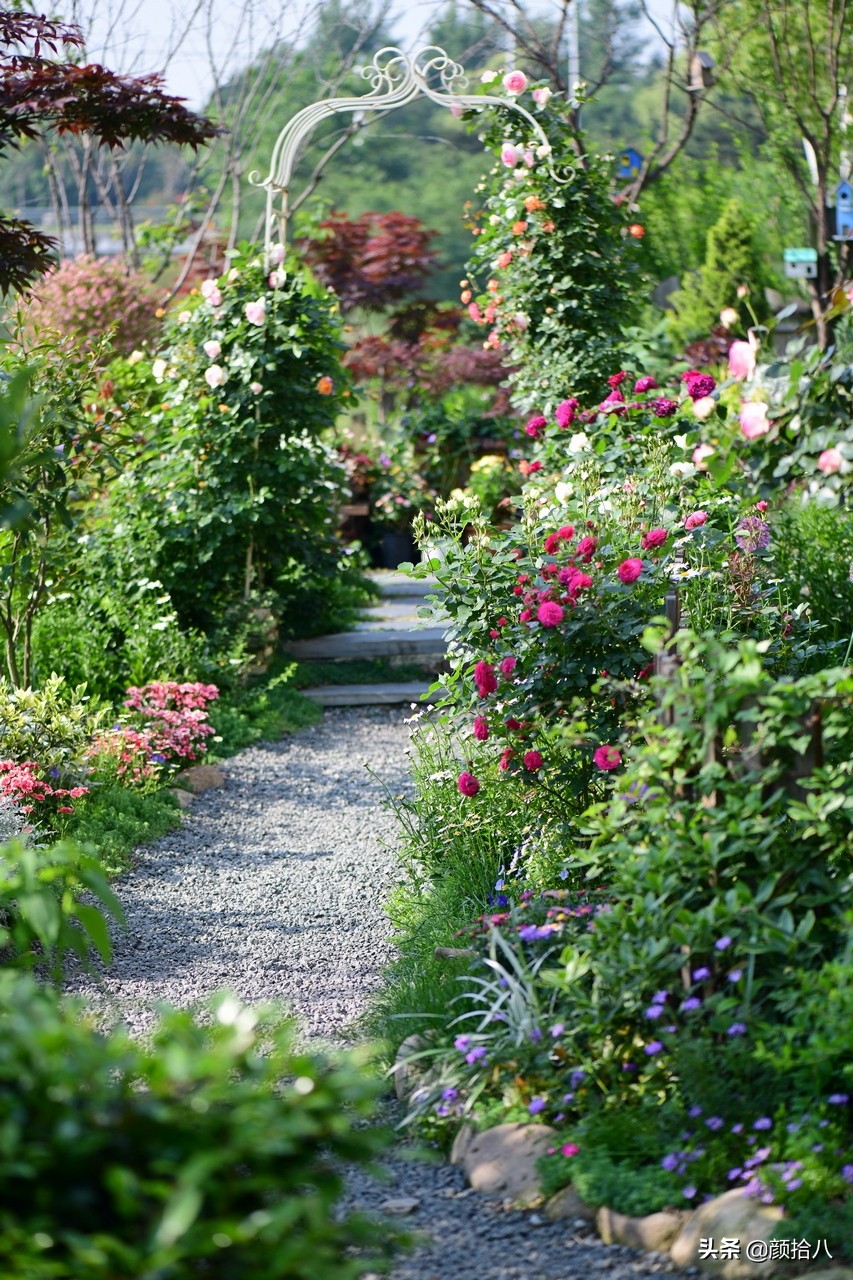 花园里的银边麦冬太好看，竟然被偷了|园丁