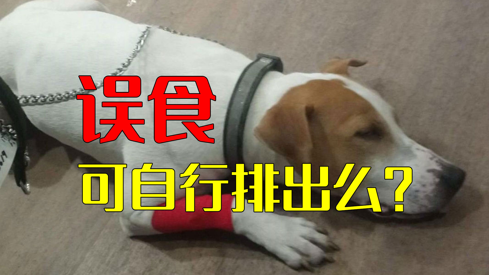 人误食了宠物零食怎么办,宠物误食异物需要拍片吗