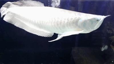 养龙鱼用什么缸最合适？讲真的，这门学问你可能只掌握了1%