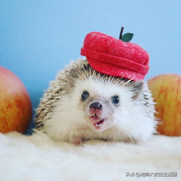 小刺猬到底有多可爱,很可爱的小刺猬有哪些