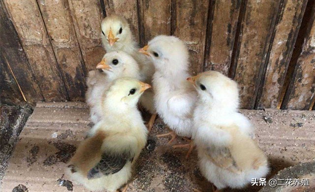 小鸡精神不振该怎么治,小鸡翅膀下垂精神萎靡用什么药