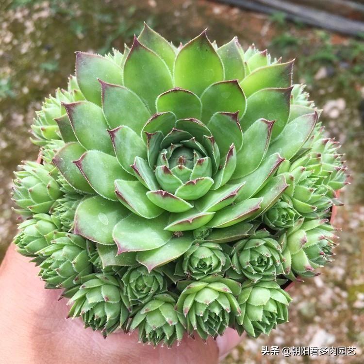 多肉观音爆崽方法,多肉观音莲爆籽怎么办